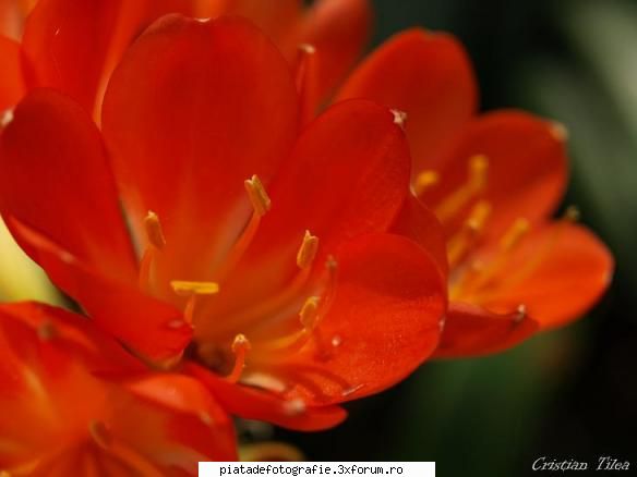 Flori - cristyan - Foto-comment