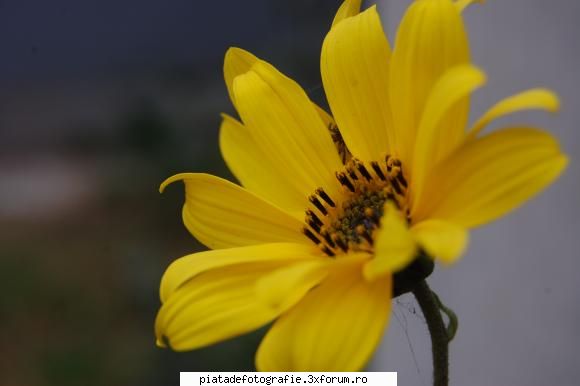 Flori - ) Sunt poze banale? - Foto-comment