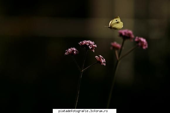 Floricele - si eu :) (si bonus un fluturas :P) - Duel fotografic