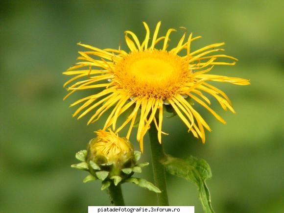 Floricele - felix - Duel fotografic