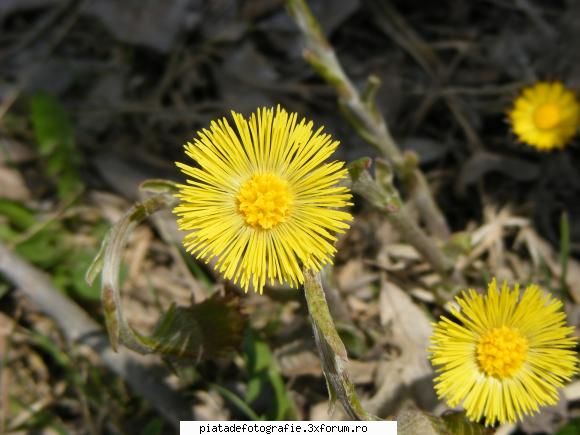 :nebun: floricele
