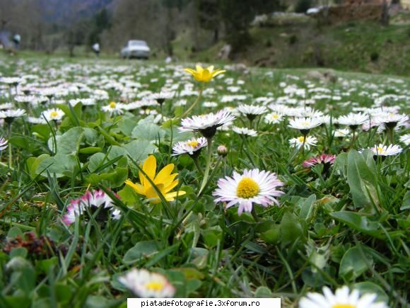 Floricele - la asta este km aiurea in poza dacia aia :D - Foto-comment