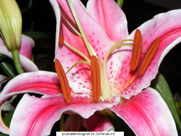 Floricele - este printre primele mele fotografii dupa c mi'am - Foto-comment