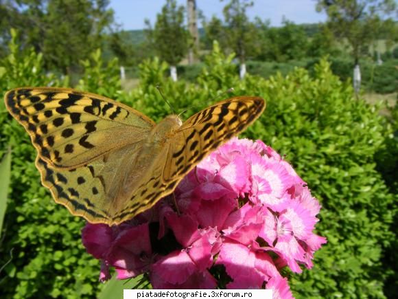 fluturas pe floricica floricele