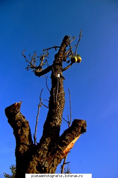 Fructe de toamna - codite de par :D - Foto-comment