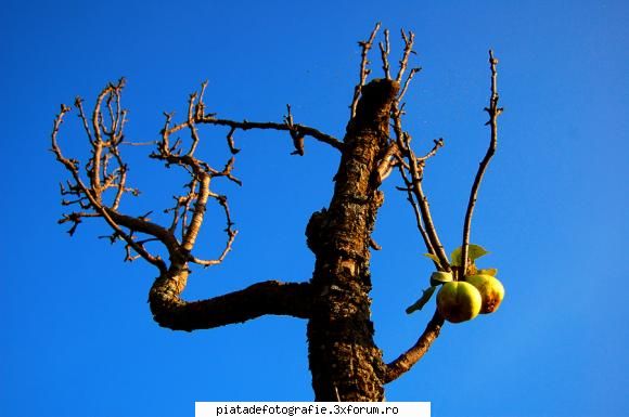 Fructe de toamna - LAVANA - Foto-comment