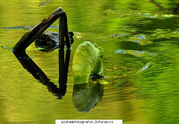 Green - Verde de... Snagov 1 - Foto-comment
