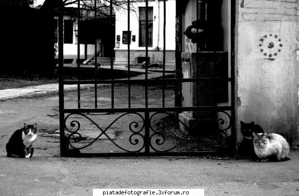 Guard cats - scuze de postarea anterioara fara fotografie - Foto-comment