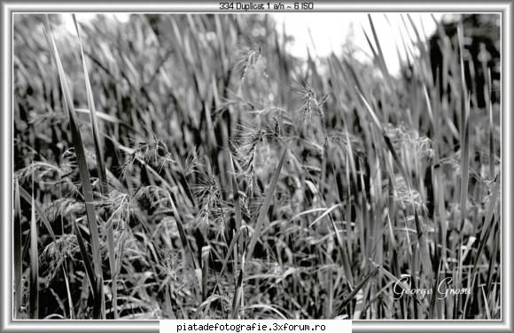 Imagini de inalta rezolutie - 334 duplicat 1 - fotografie realizata pe film - Foto-tehnica experimentala