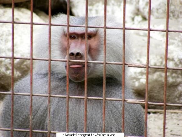 Invitatie la Zoo - MichaelaS - Foto-comment