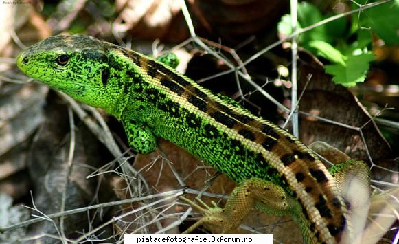 Lacerta Agilis. - stand la soare. :) - Foto-comment