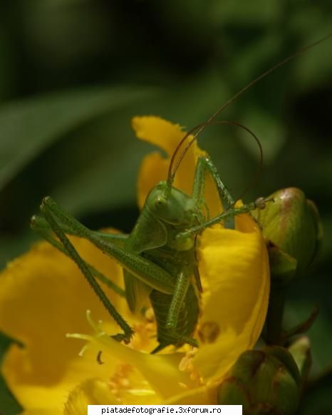Macro - Echipament : Sony D-SLR A100 + tamy 70-300 macro - Foto-comment