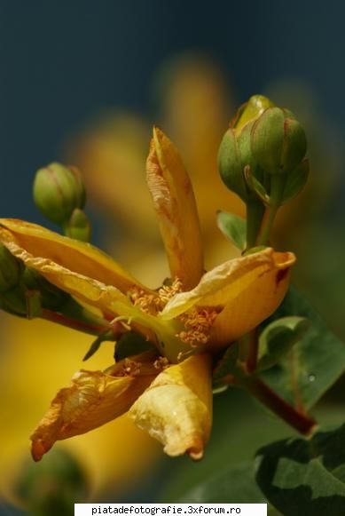 Macro - nicku - Foto-comment