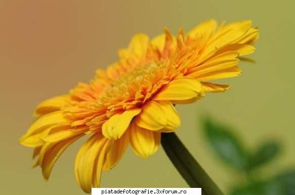 Macro "at home" - e din ce in ce mai greu de gasit subiecte - Foto-comment