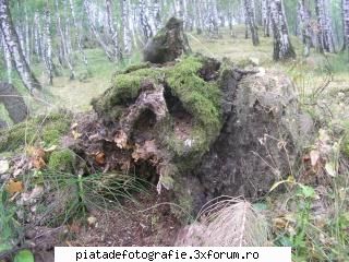 o figura care mi s-a parut expresiva izvorata din tainele naturii modelaj in natura