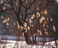 Peisaje - Multumesc,pentru atentie si comentarii - Foto-comment