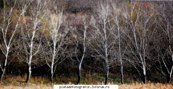 Peisaje - Palida aliniere - Foto-comment