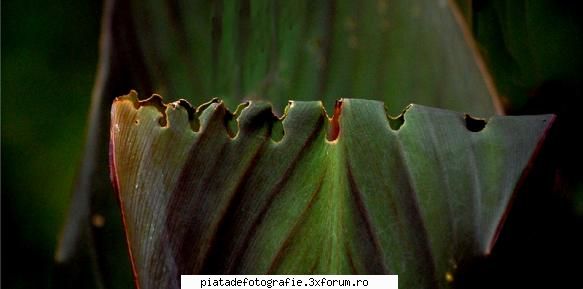 Perforatii - LAVANA - Foto-comment