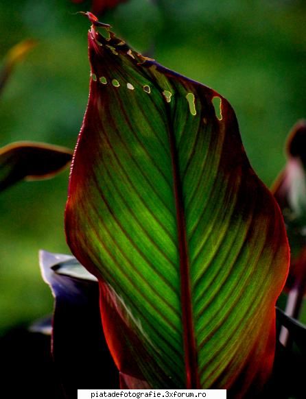 Perforatii - verde compostat - Foto-comment