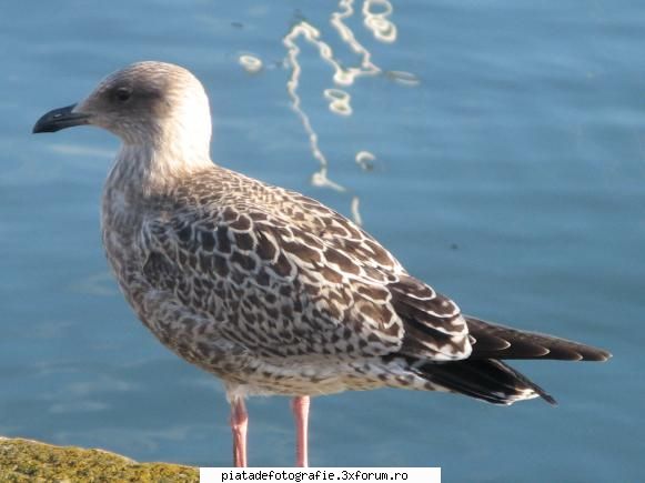 Pescarus - mirus - Foto-comment