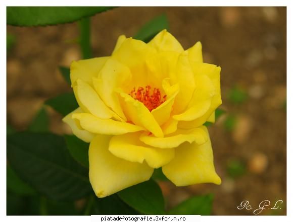Prima floare. - Dupa cum v-ati dat seama sunt un incepator. Asta - Foto-comment