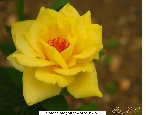 Prima floare. - "UPDATE: Pentru a usura postarea am inclus in - Foto-comment
