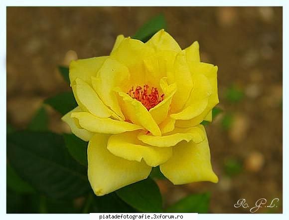 Prima floare. - 81rgl, floarea ta nu este chiar atat de rea, insa - Foto-comment