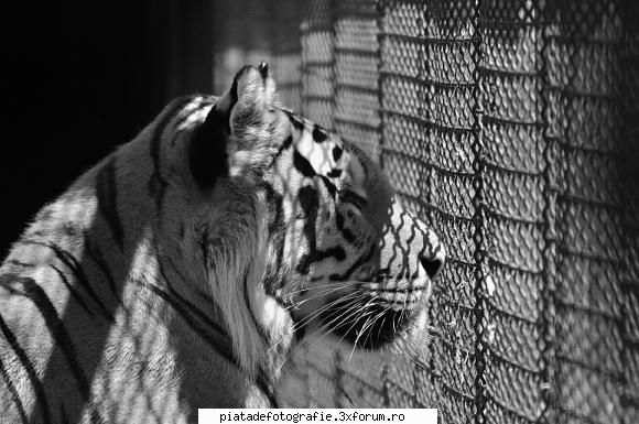 Prisoner in people's world - 1. Vinovat fara vina - Foto-comment