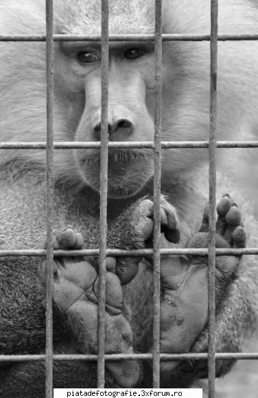 Prisoner in people's world - 2. "Vinovat fara vina" - Foto-comment
