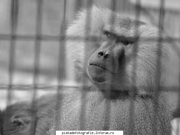 Prisoner in people's world - 4. "Vinovat fara vina" - Foto-comment
