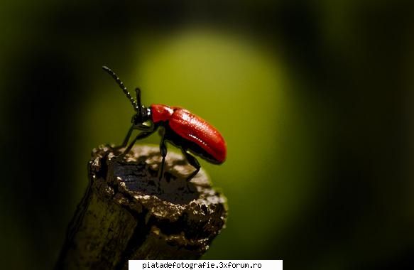 Red Bug - Salutare la toata gasca.Este peimulpost si astept - Foto-comment