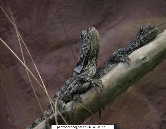 Reproducerea la reptile - radu - Foto-comment