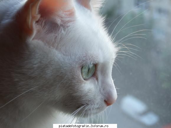 Salut! - Sunt un om stresat. Ca sa nu imi crape vreun vas - Foto-comment