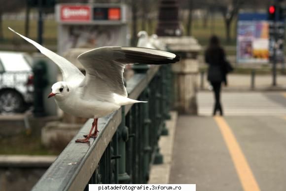 Seagull - Pt domnu Moderator un prim pescarus romanesc! - Foto-comment