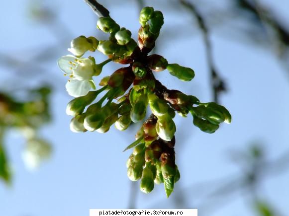 :hi: stiu ca subiectele sunt cam pe centru, dar sunt doar un :d spring