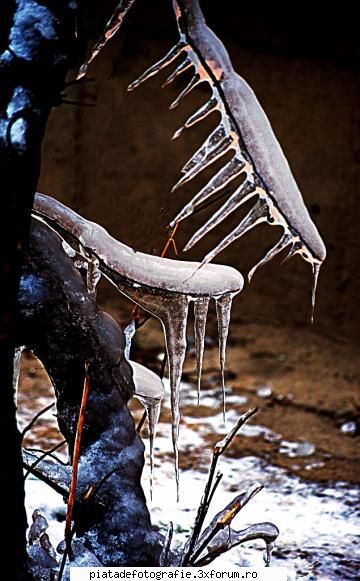 Stare de agregare - LAVANA - Foto-comment