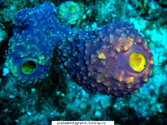 Underwater - Si inca una ...asa pt inceput ! :) - Foto-comment
