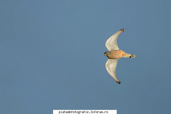 Vaturel Rosu - Nikon D90 500mm, f6.3, iso-400, 1/2000 - Foto-comment