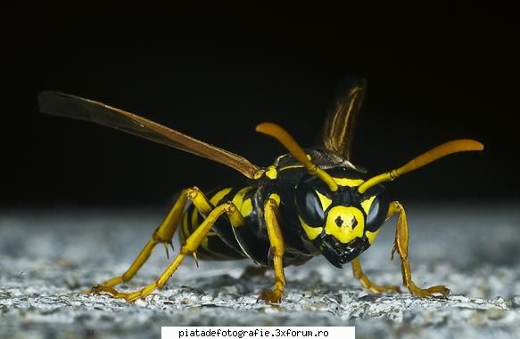 ar iu toching tu mi? - de fapt e cam verde, pun alta - Foto-comment
