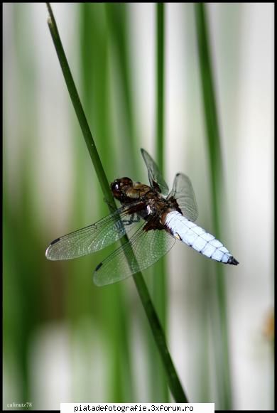 aripi.... - gratie si flexibilitate - Foto-comment