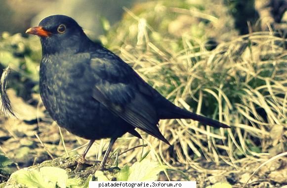bird - care stie ce pasare este??? chiar sunt curios - Foto-comment