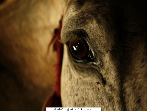 blandete - salut sunt noua pe site ...astept critici =D - Foto-comment