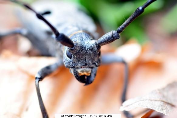 bug in the wood - intr-o lume mai mica... merci, C - Foto-comment