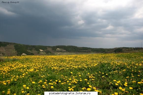 camp de galbene papadii - galben si cer innorat - Foto-comment