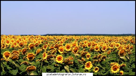 flori de soare camp de soare...