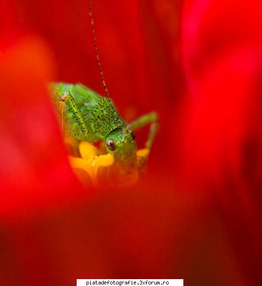 ceva macro - bogdan_g - Foto-comment