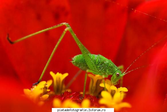 ceva macro - bogdan_g - Foto-comment