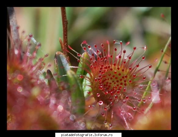 close/up - pleata - Foto-comment