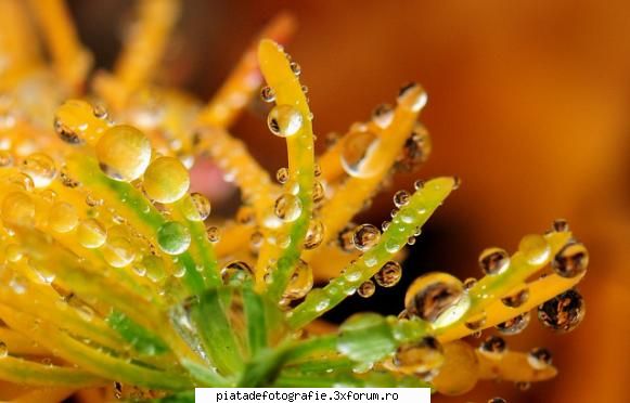 "crop"-ul si incercari de incadrare - Deseori este greu de ales o incadrare - Prelucrare computerizata