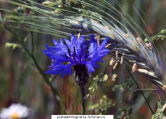 de sezon - pleata - Foto-comment